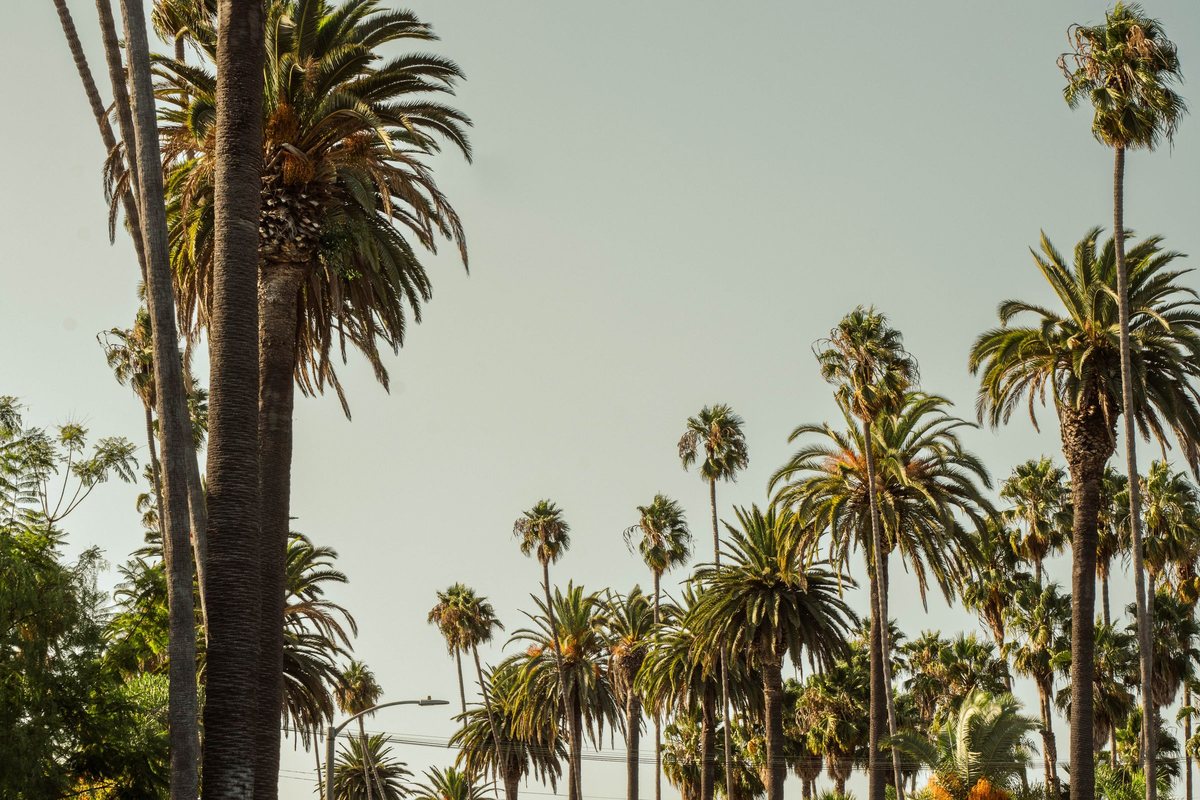 Palm-lined Los Angeles boulevard with traffic lanes and curbside parking